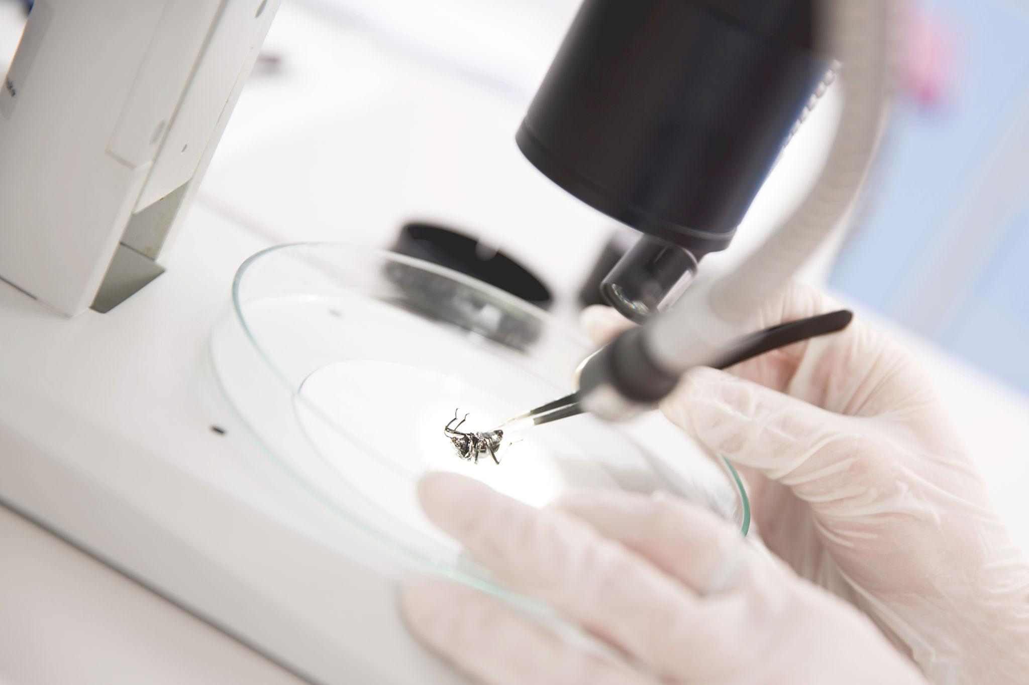 The Breathing Myth That Misled Insect Biology